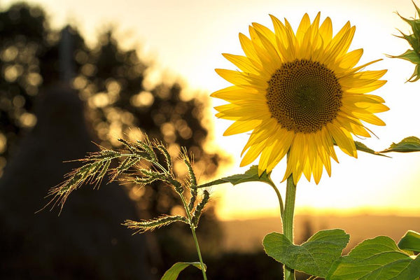 Vitamin D: Everything You Need To Know