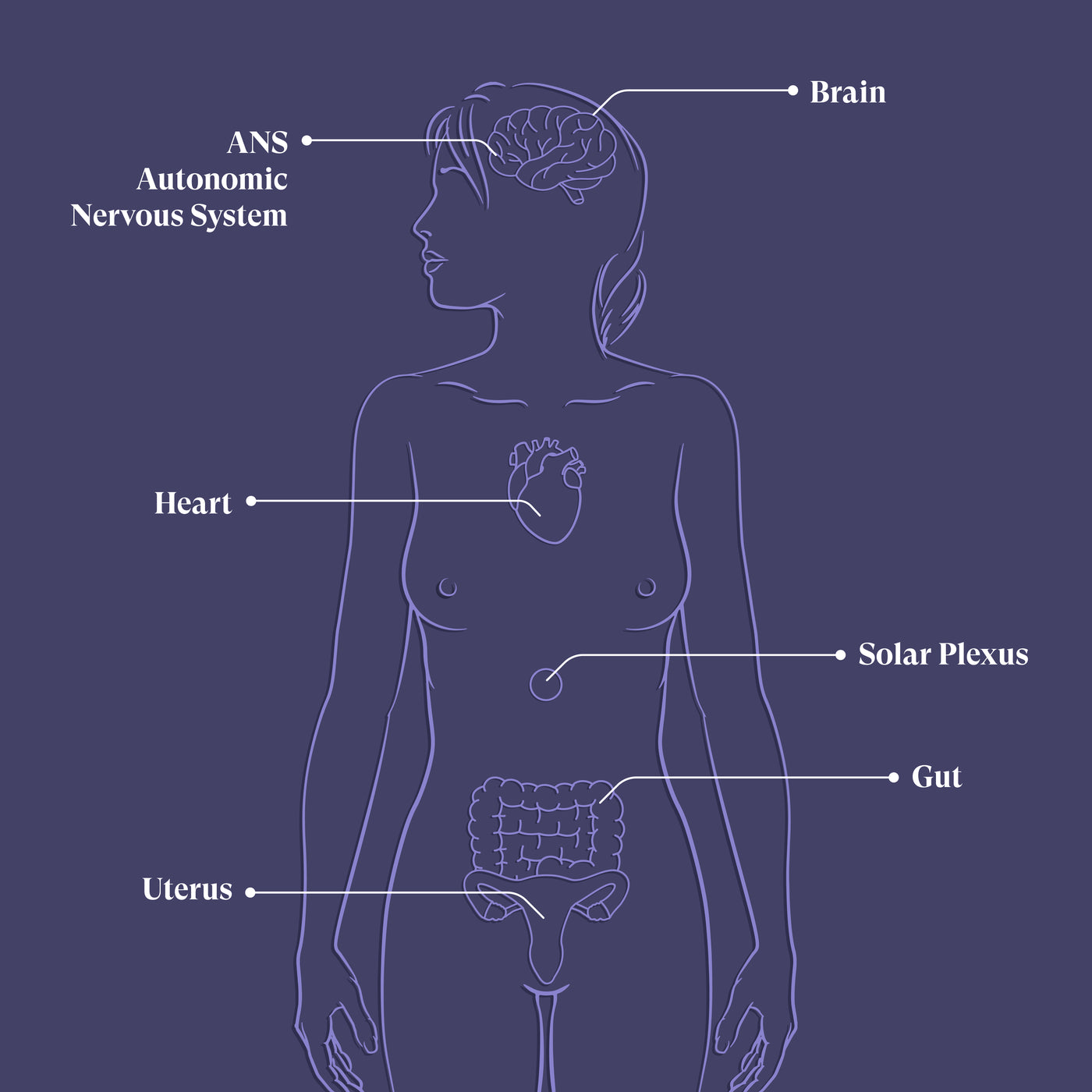 Heart Uterus Connection Visualisation