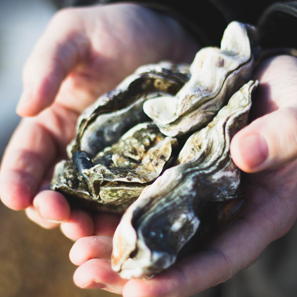 Hands holding two open oyster shells