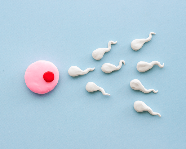 Clay illustration of a pink egg cell with white sperm shapes approaching on a light blue background