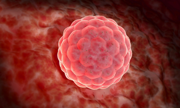 Close-up illustration of an embryo implanting into the uterine lining