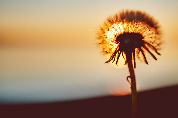Dandelion seed head backlit by a golden sunset over water