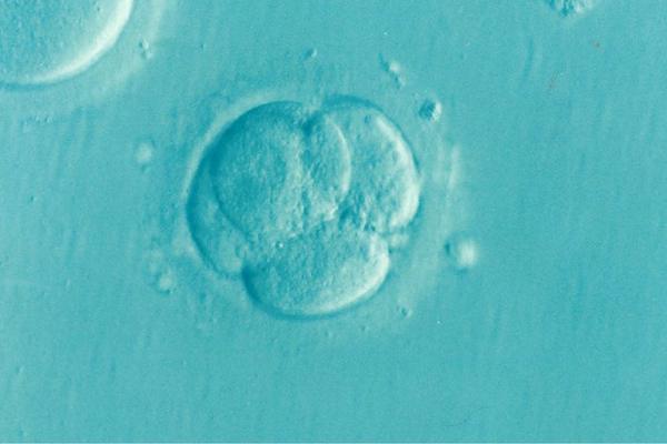 Microscopic image of a dividing embryo at the four-cell stage