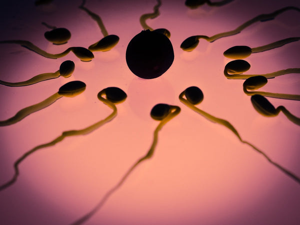 Silhouetted sperm shapes swimming toward an egg on a pink background