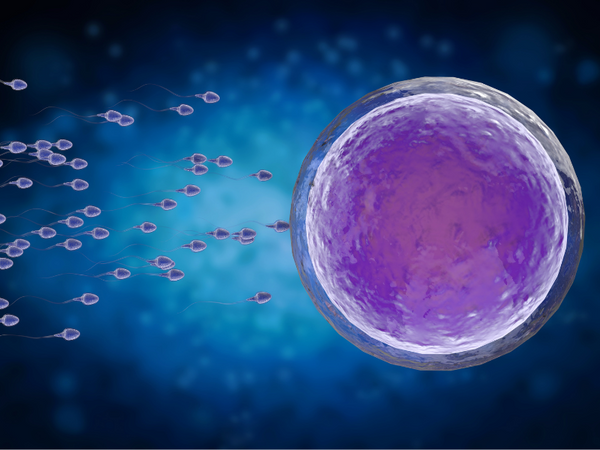 Illustration of sperm cells swimming toward a large egg cell
