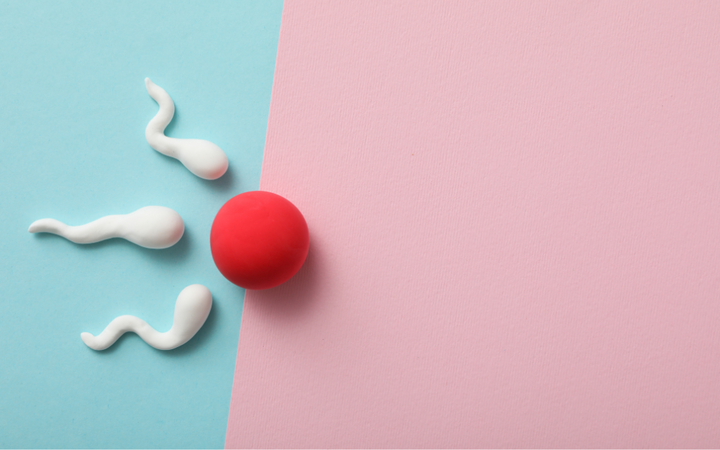 White clay sperm shapes on a blue background beside a red clay egg on a pink background