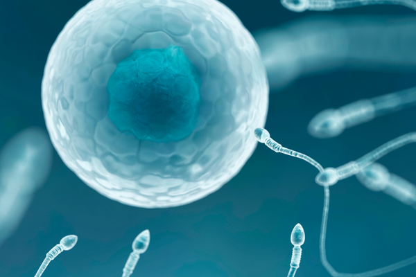 3D illustration of sperm cells approaching a large egg cell