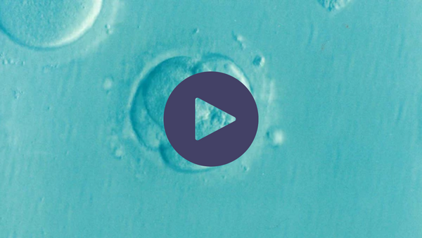Microscopic image of a developing embryo