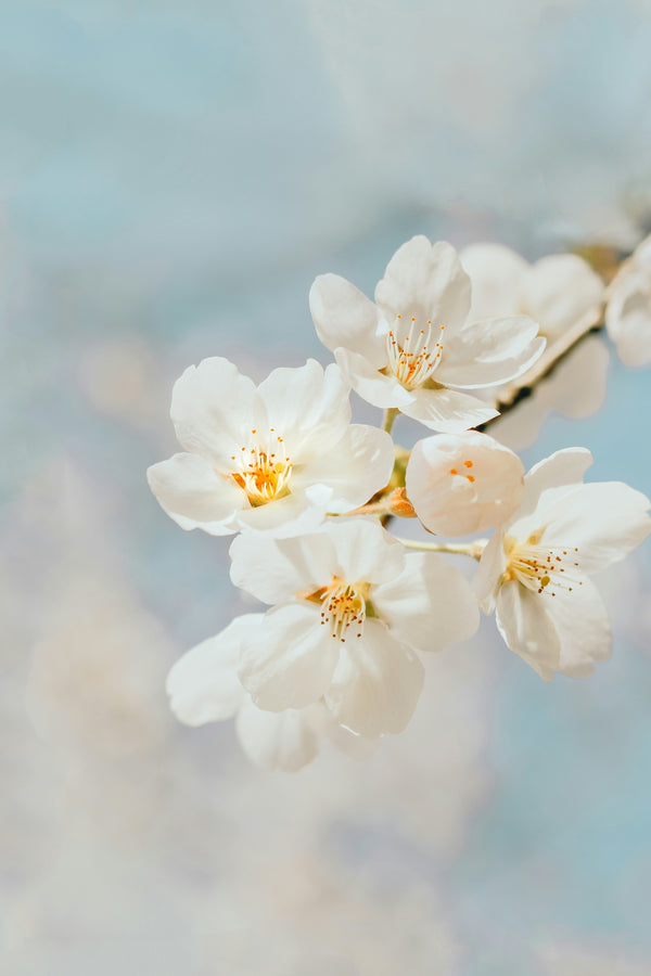 Close-up of white cherry blossom flowers on a branch