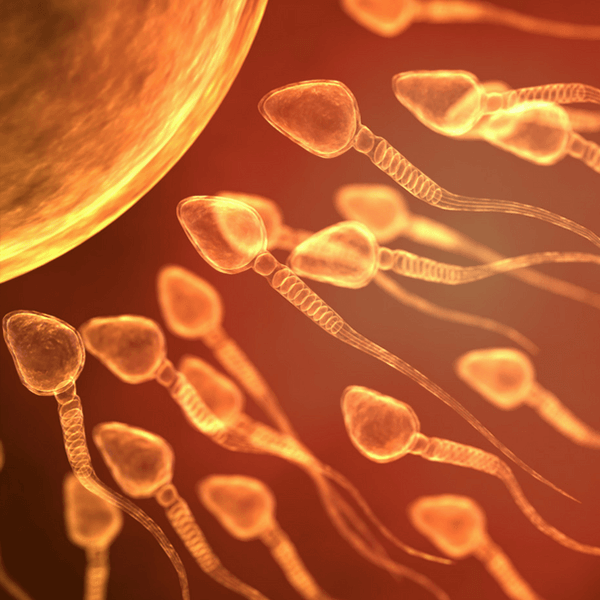 3D illustration of sperm cells swimming toward an egg in warm amber tones