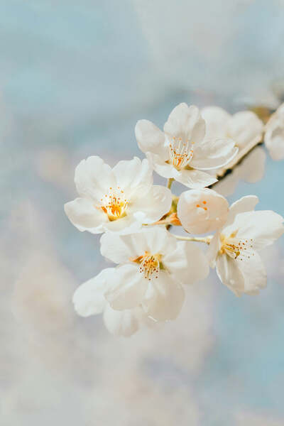 Close-up of white cherry blossom flowers on a branch