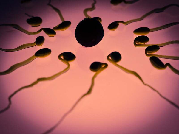 Silhouetted sperm shapes swimming toward an egg on a pink background