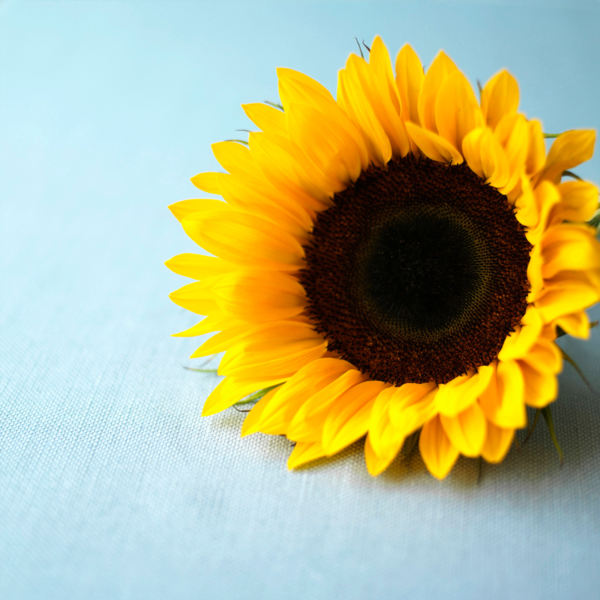 Close-up of a yellow sunflower on a light blue background