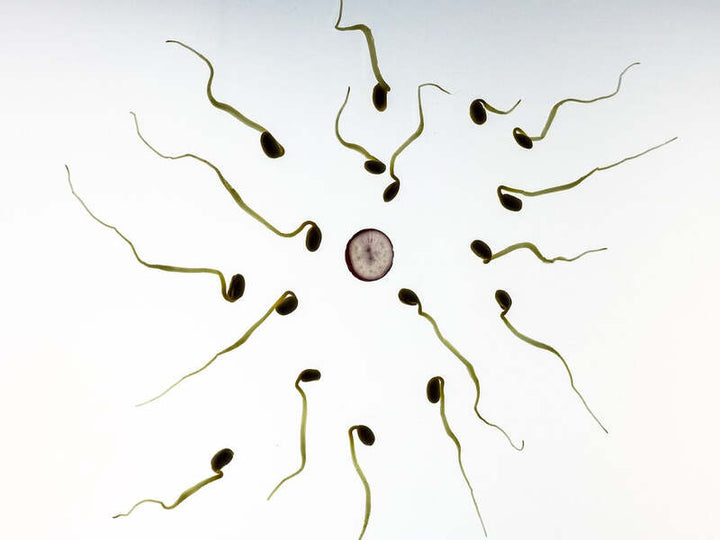 Illustration of sperm cells swimming toward an egg cell