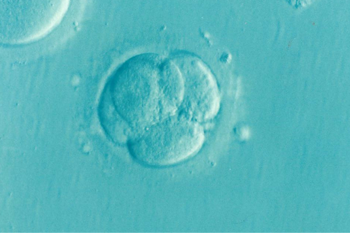 Microscopic image of a dividing embryo at the four-cell stage