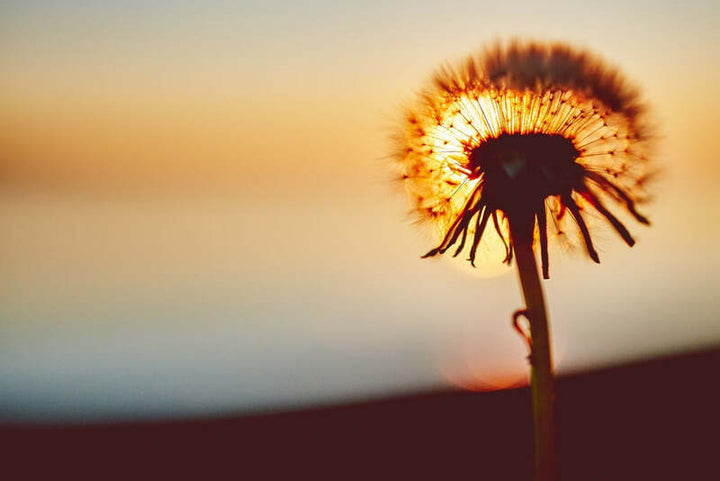 Dandelion clock backlit by a warm sunset glow over a blurred landscape
