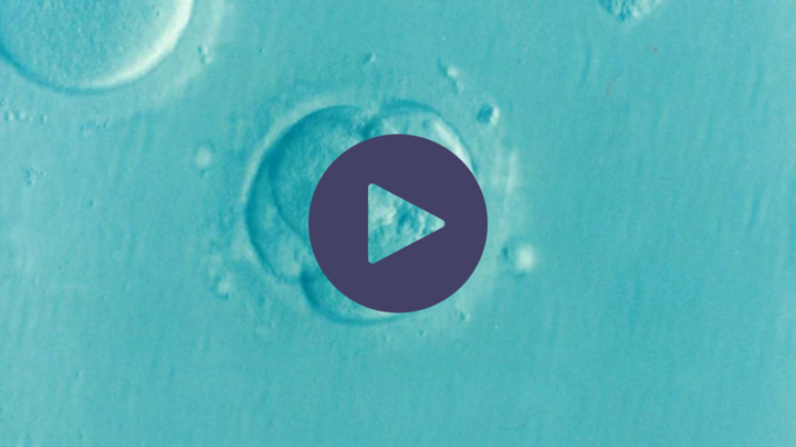 Microscopic view of a human egg cell against a teal background, with a video play button overlay