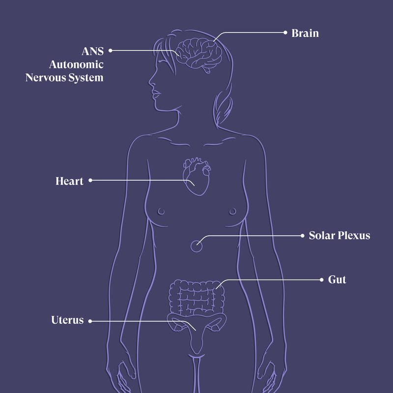 Heart Uterus Connection Visualisation
